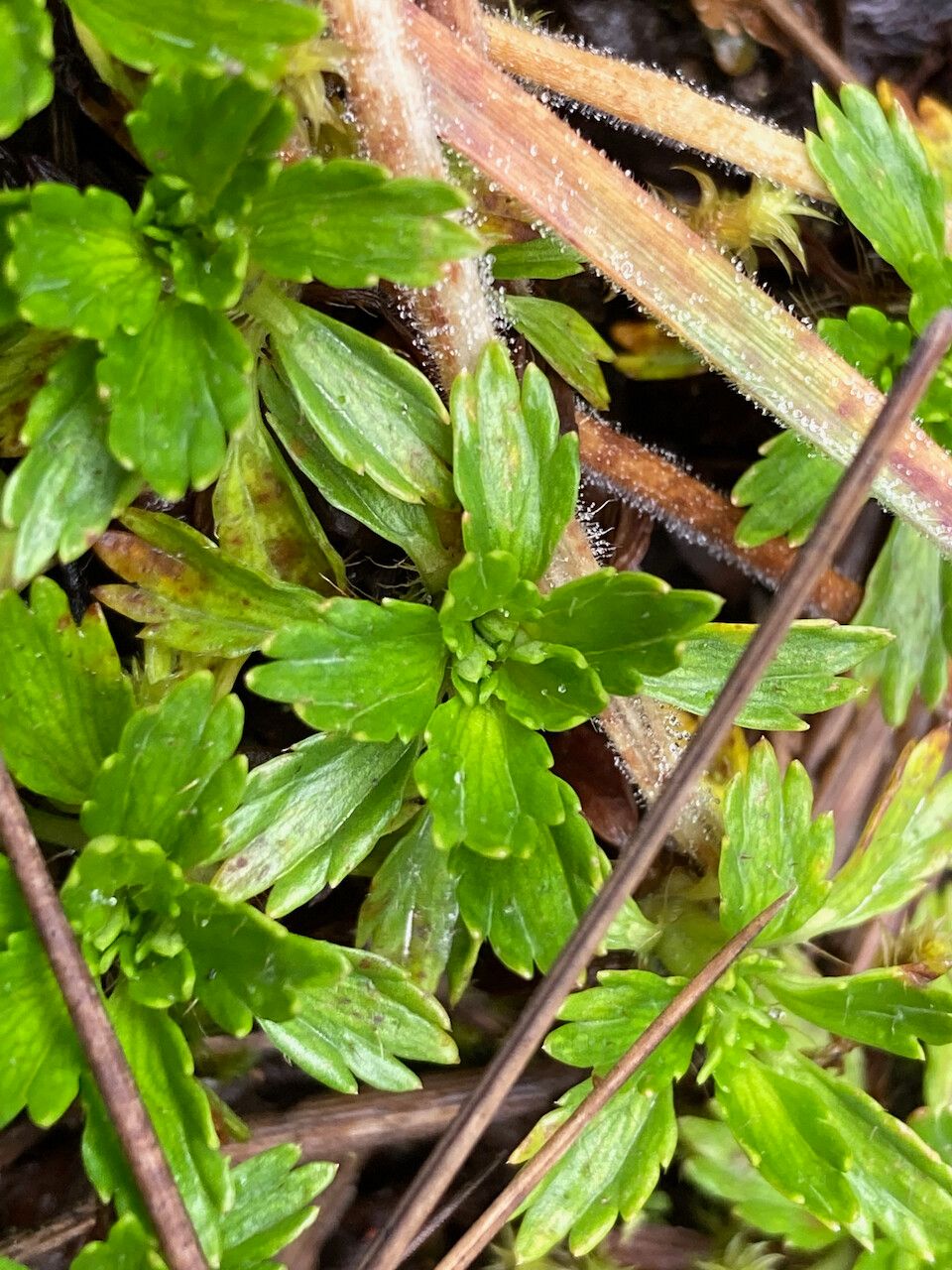 Azorella multifida — houseplant care guide