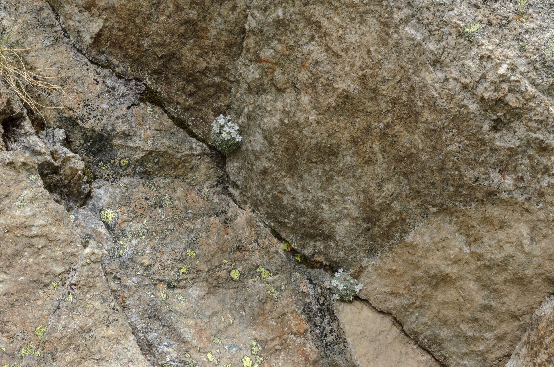 Androsace argentea habit