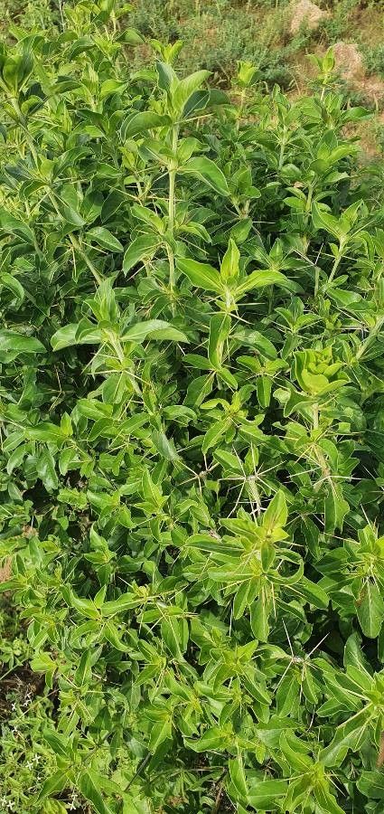 Barleria trispinosa — houseplant care guide