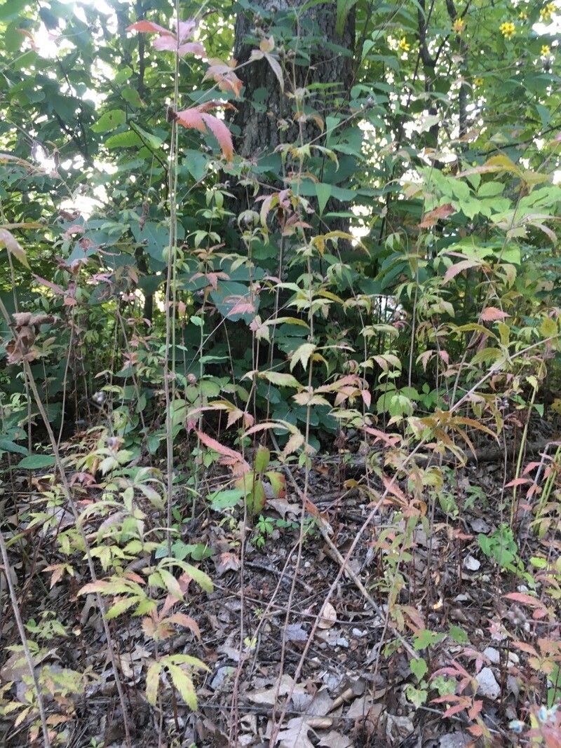 Gillenia stipulata habit