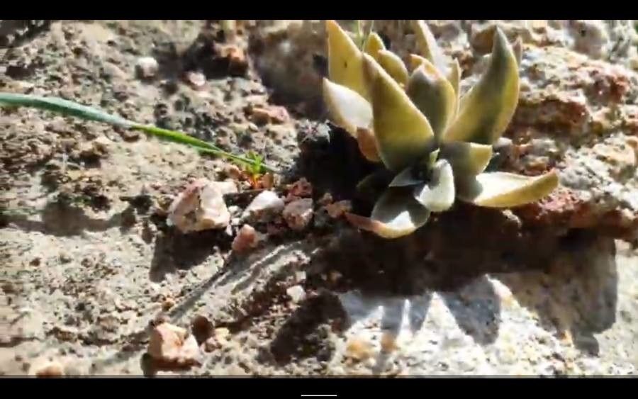 Dudleya abramsii leaf