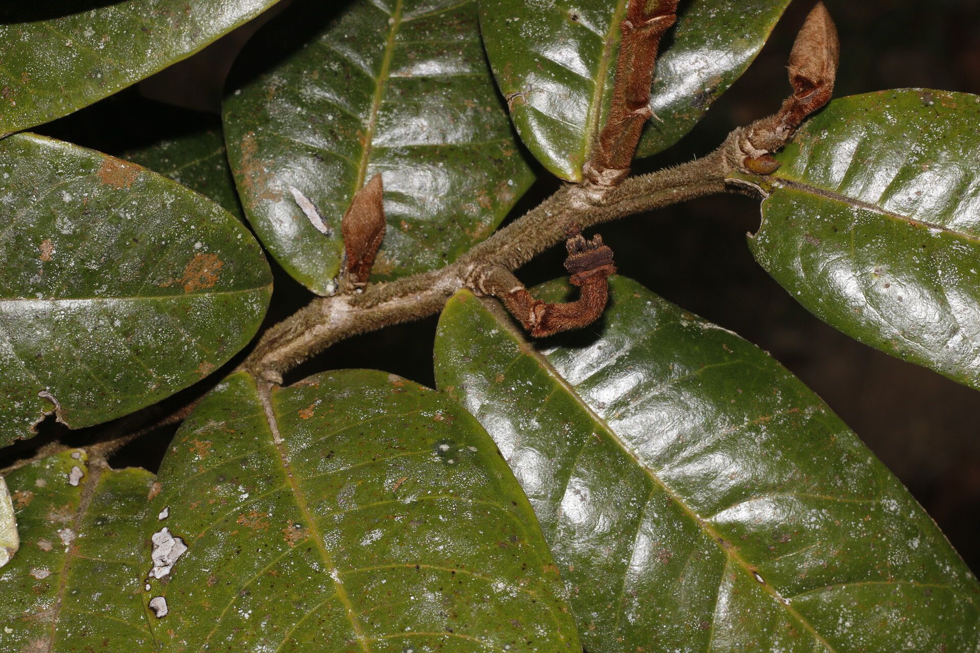 Guatteria talamancana leaf