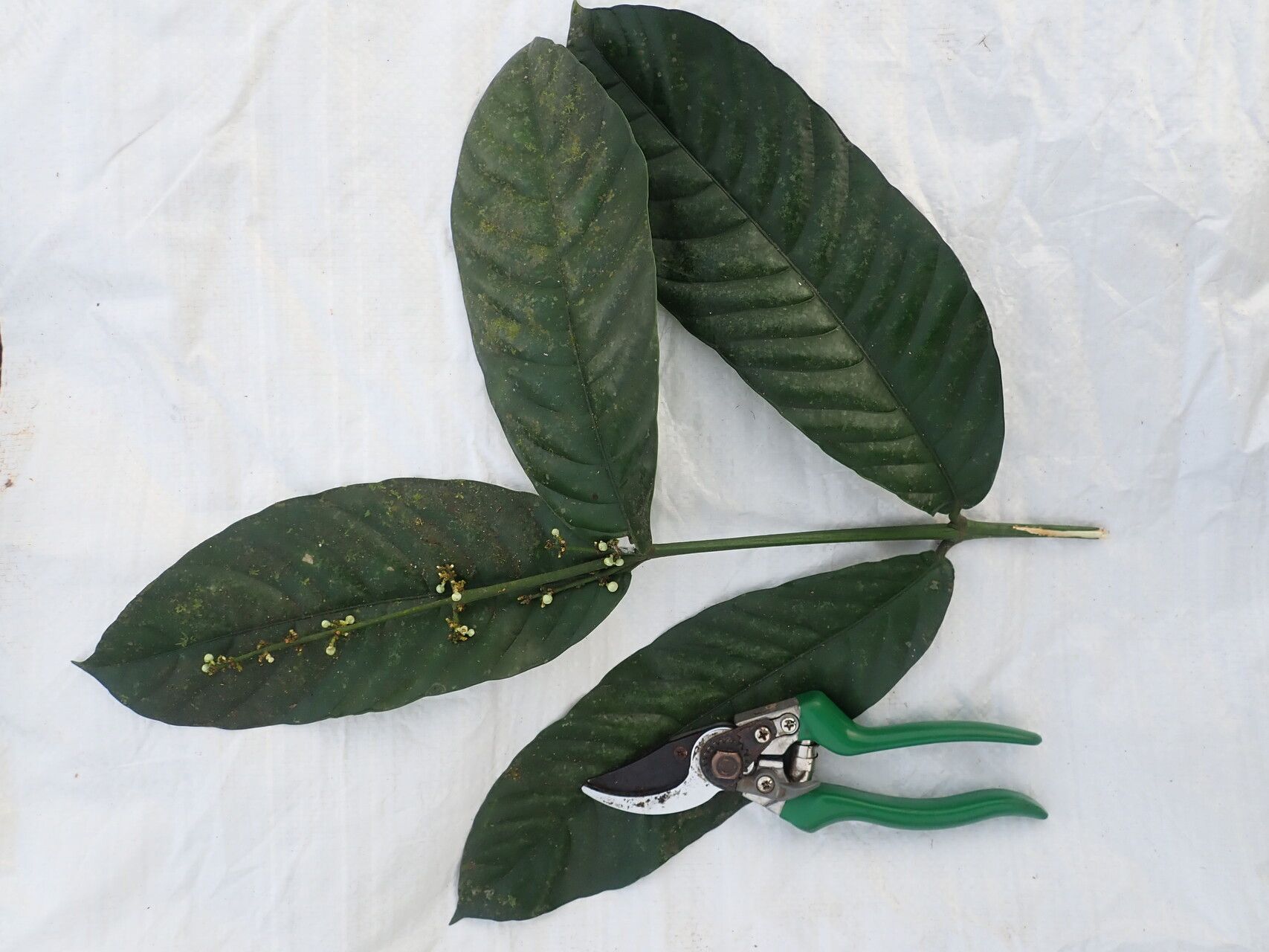 Garcinia lucida habit