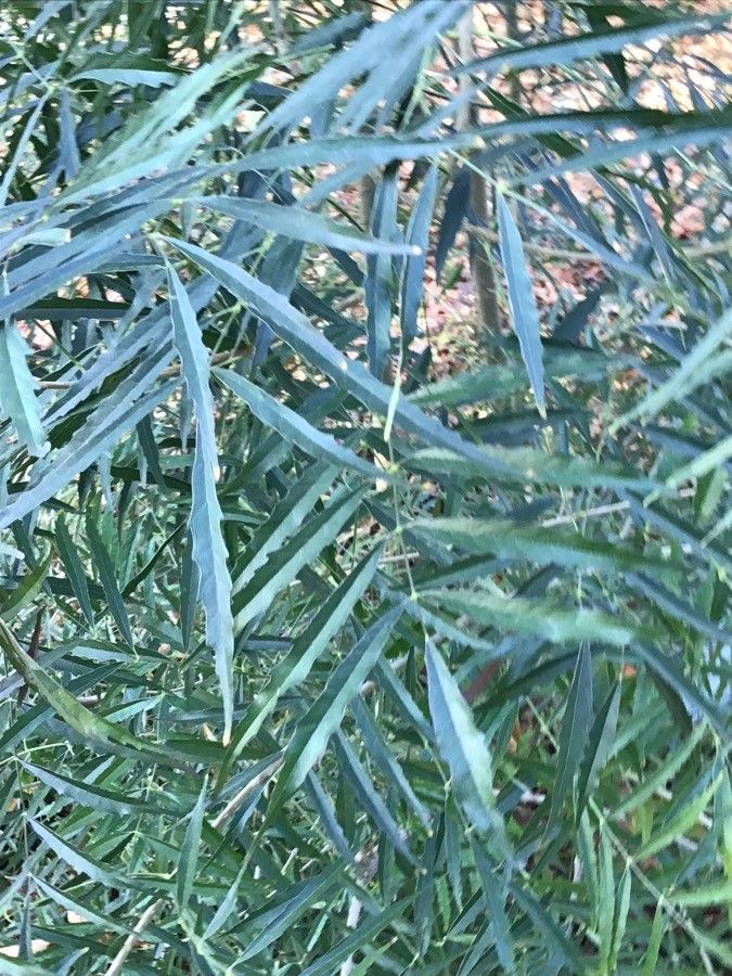 Fernandoa madagascariensis — related species from the same genus