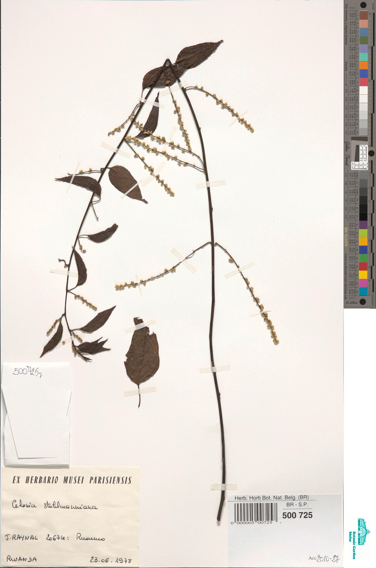 Celosia stuhlmanniana — houseplant care guide