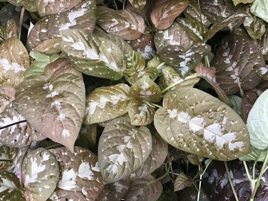 Pseuderanthemum alatum — related species from the same genus
