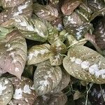 Pseuderanthemum alatum