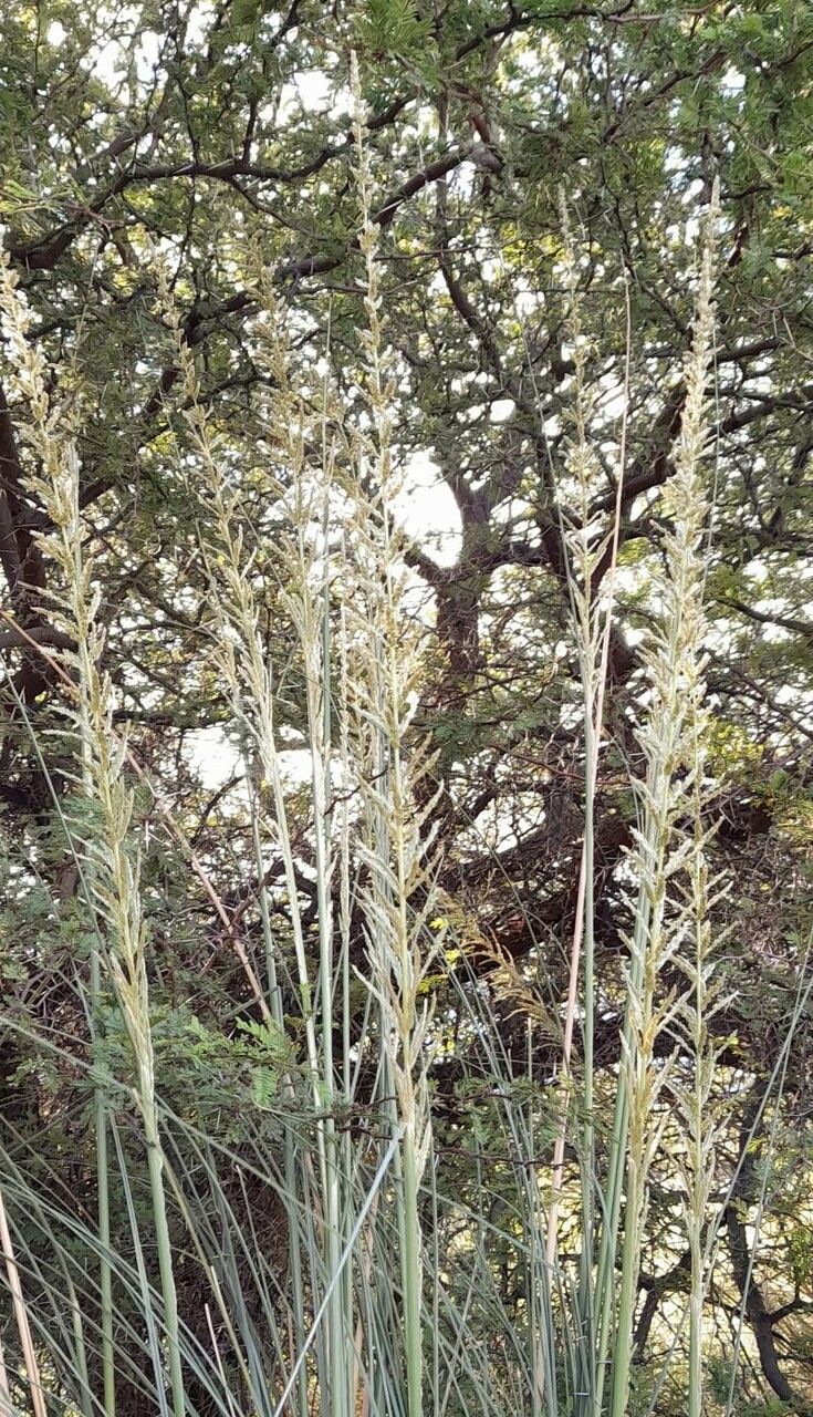 Cortaderia speciosa flower