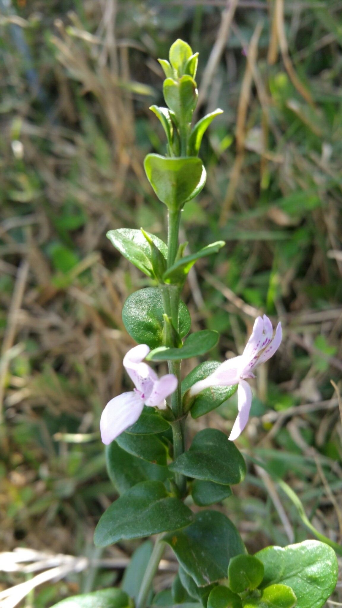 Hypoestes maculosa flower