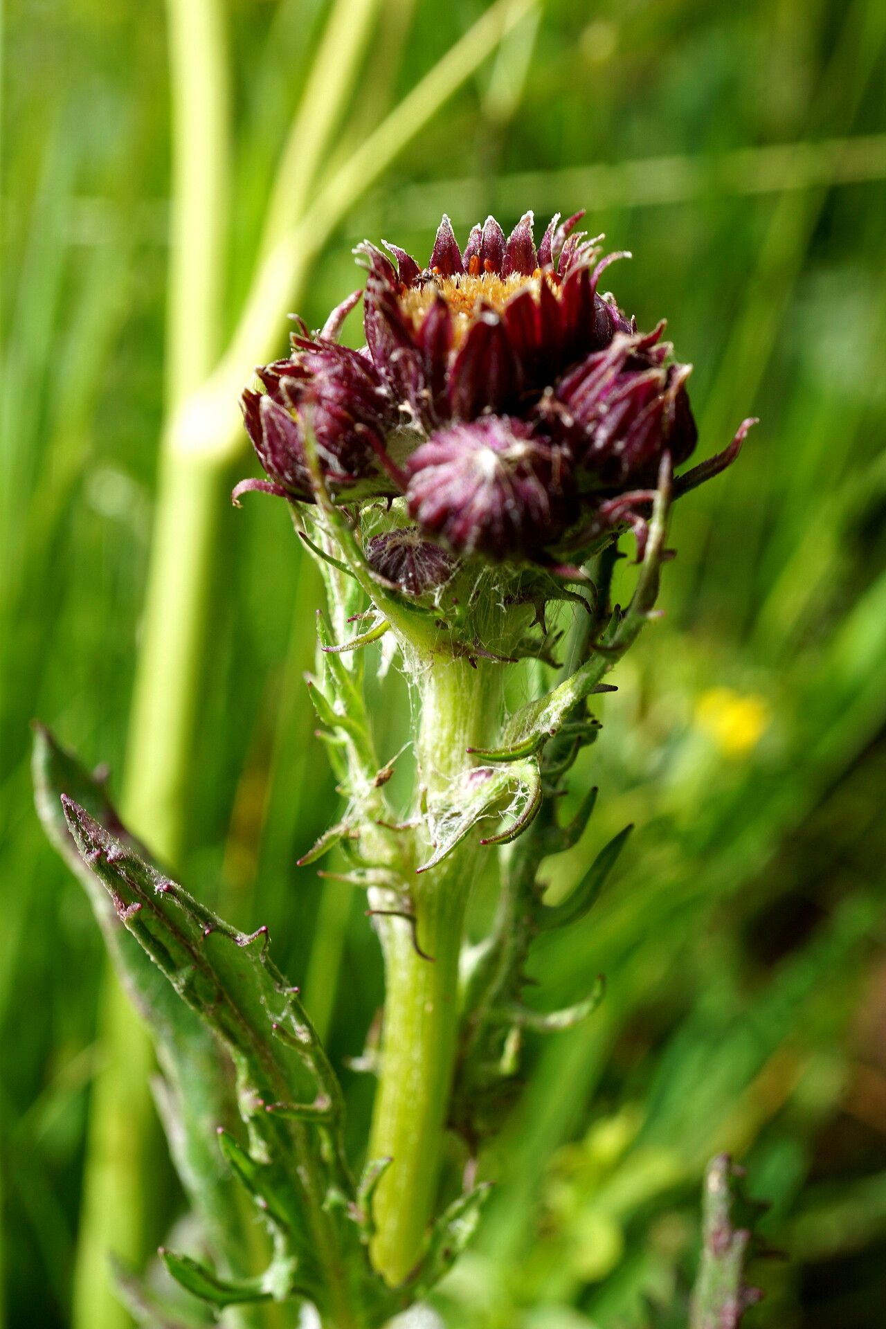 Jacobaea pancicii flower