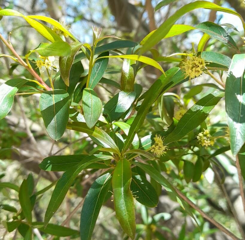 Terminalia australis — search result for 'Terminalia'