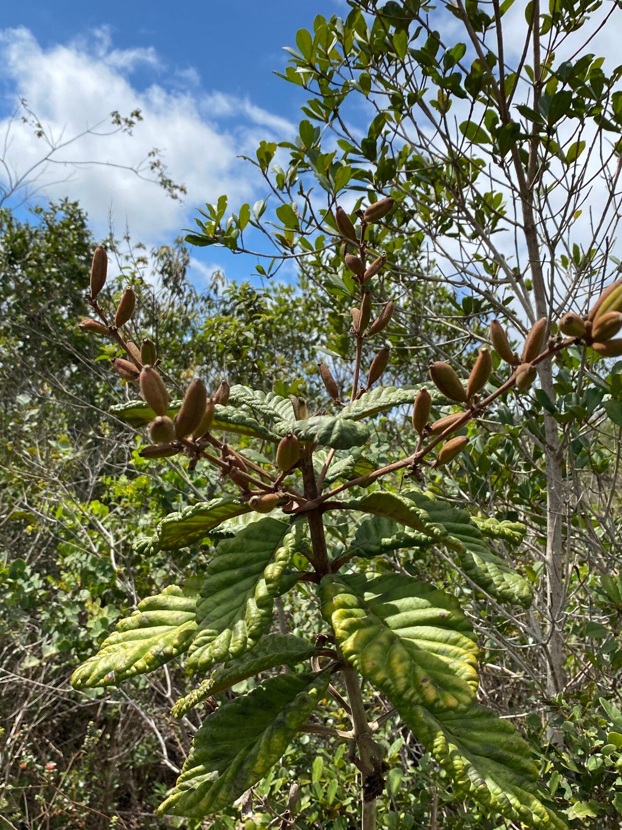 Remijia ferruginea — related species from the same genus