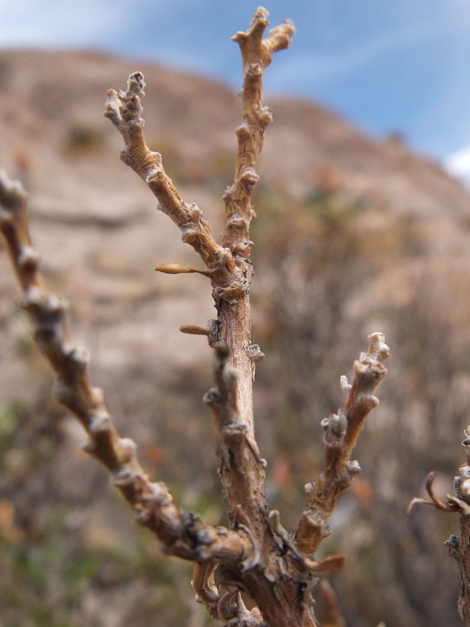 Mutisia ledifolia bark