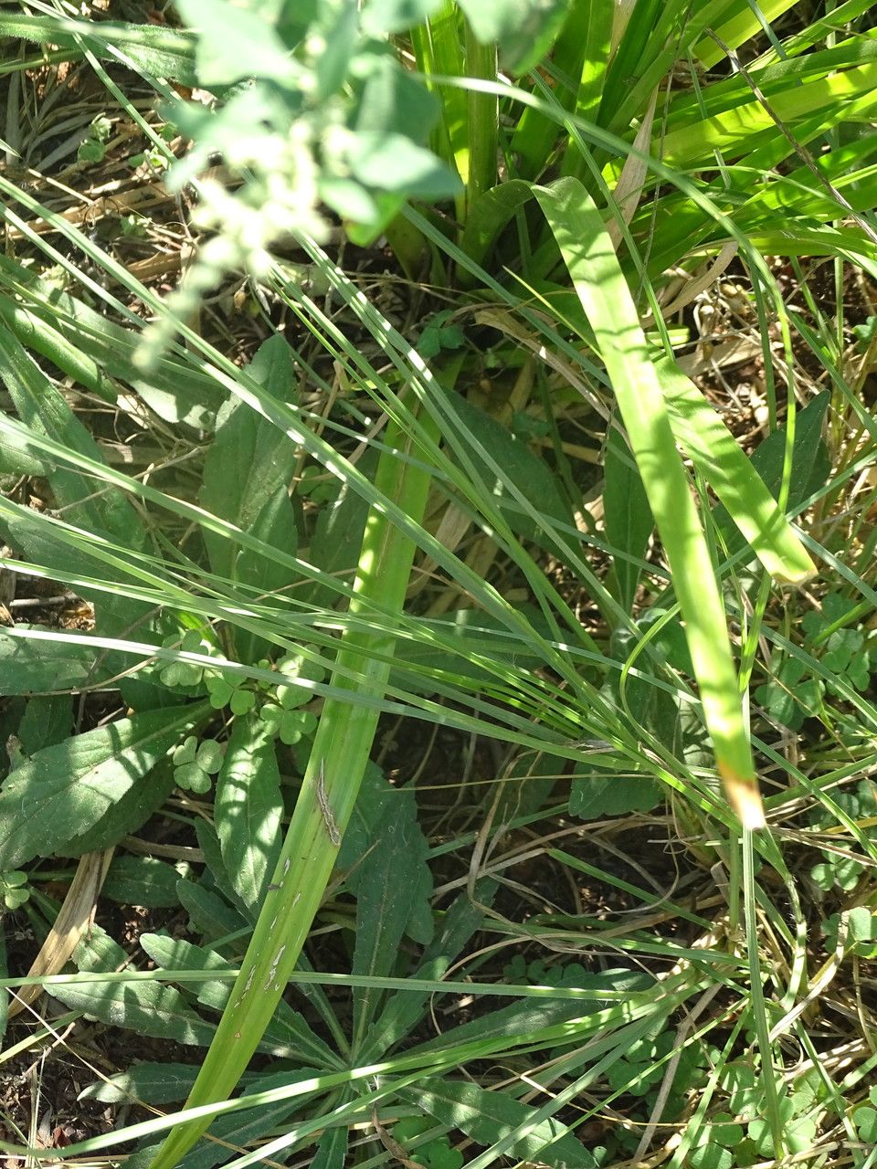 Cyperus alopecuroides leaf