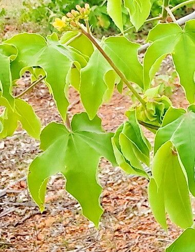 Jatropha mollissima — houseplant care guide