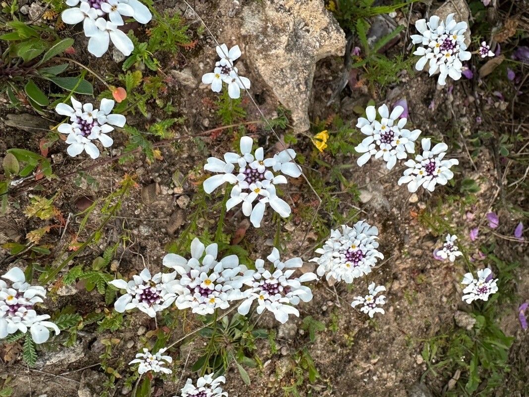 Iberis pectinata habit