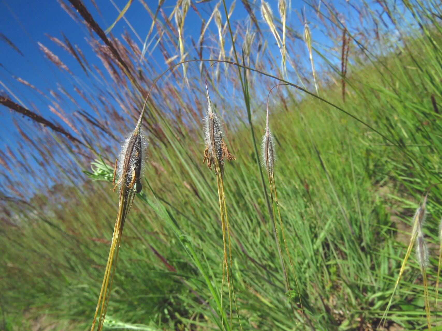 Tristachya leucothrix fruit