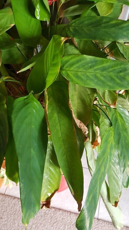 Ctenanthe compressa leaf