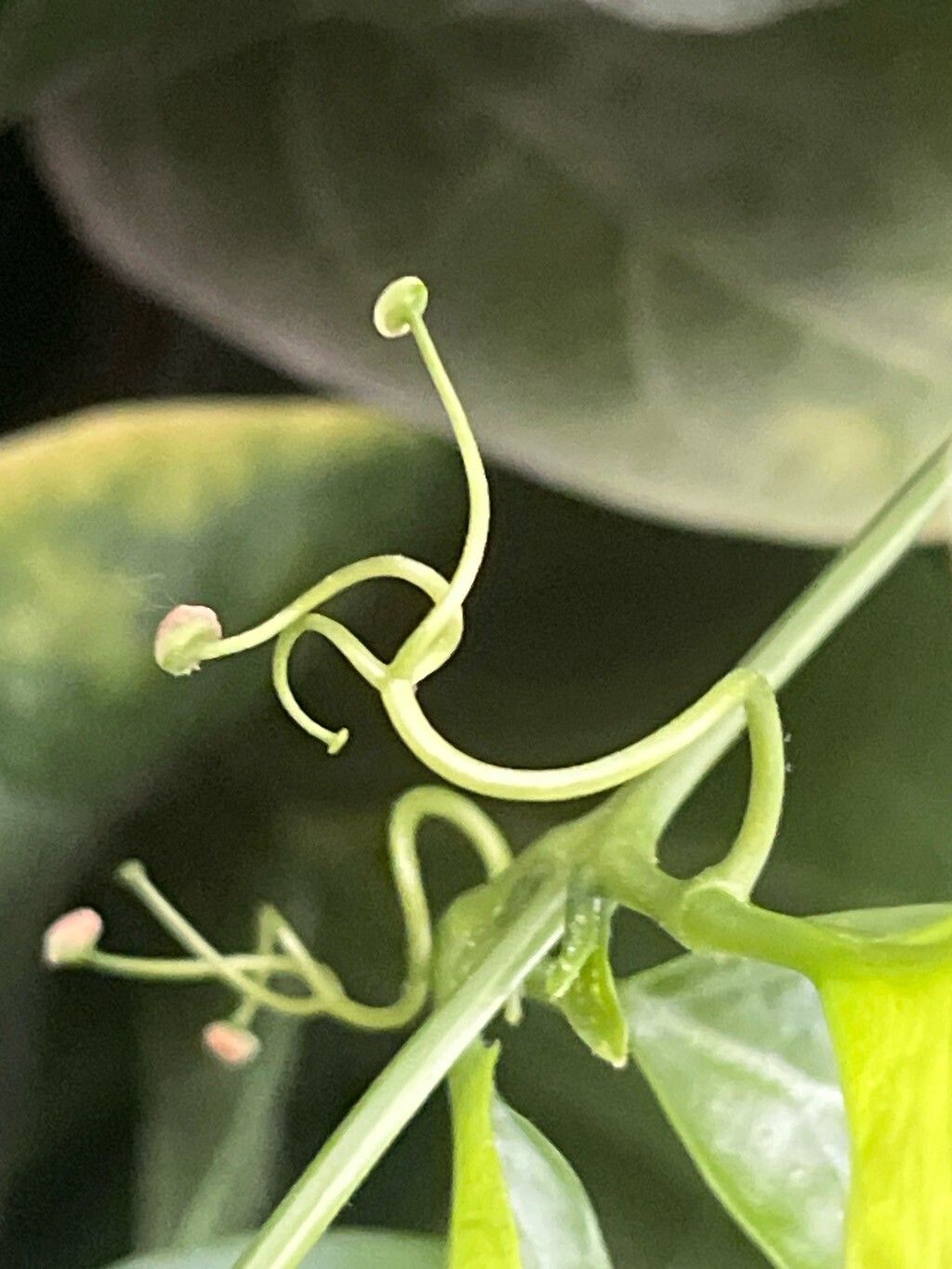 Amphilophium bauhinioides other