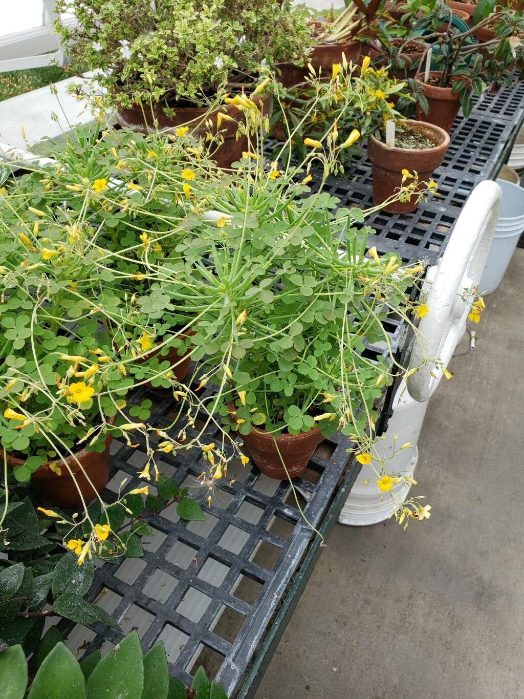 Oxalis teneriensis habit