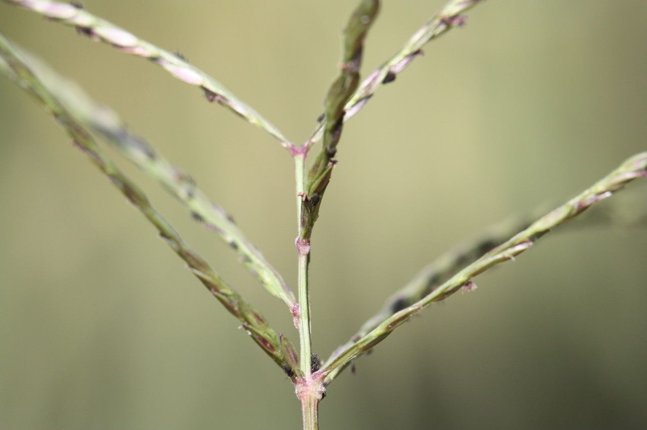 Digitaria debilis leaf