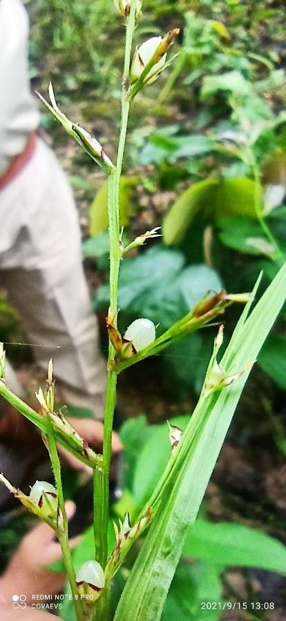 Scleria levis — houseplant care guide