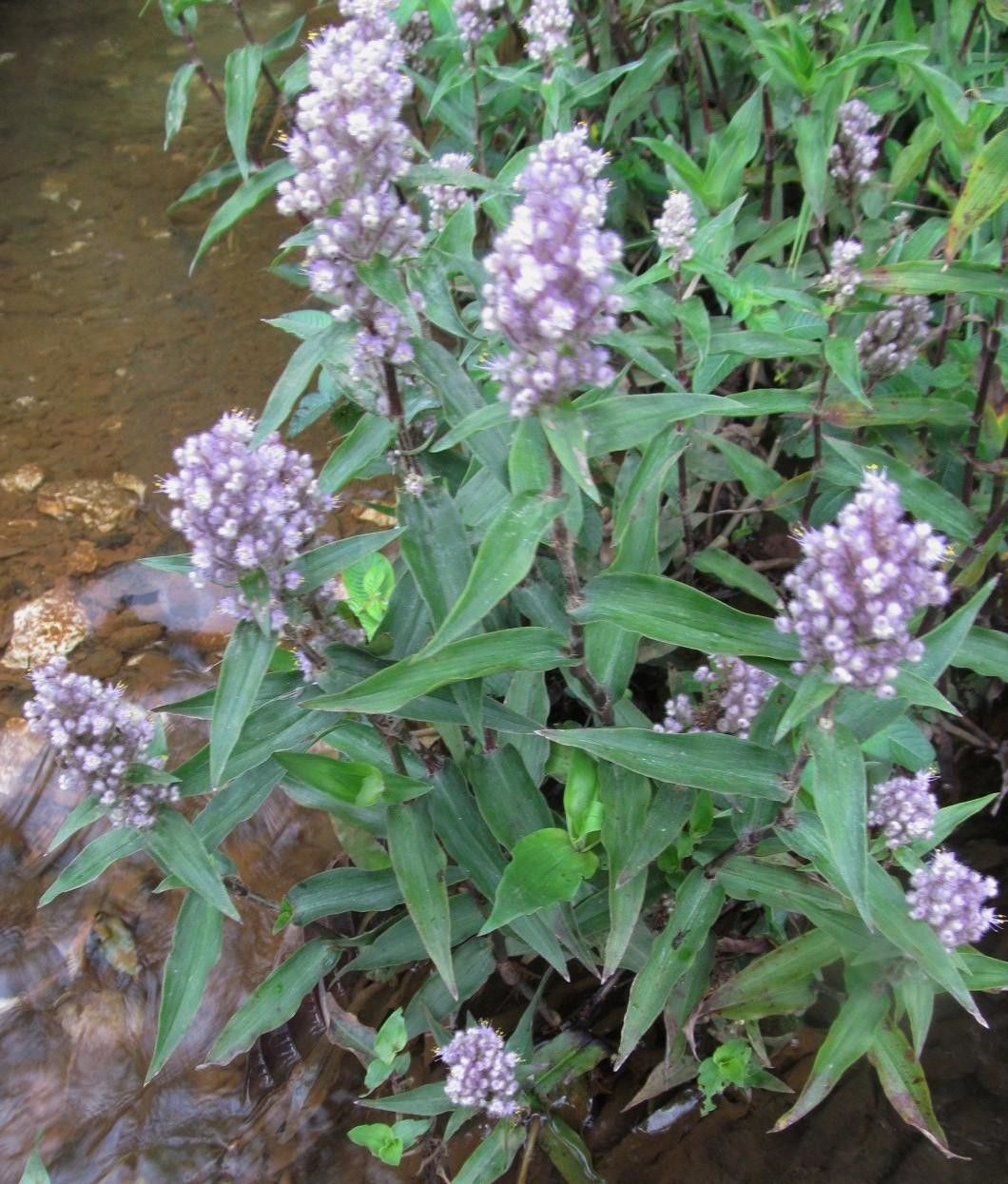Floscopa glabrata habit