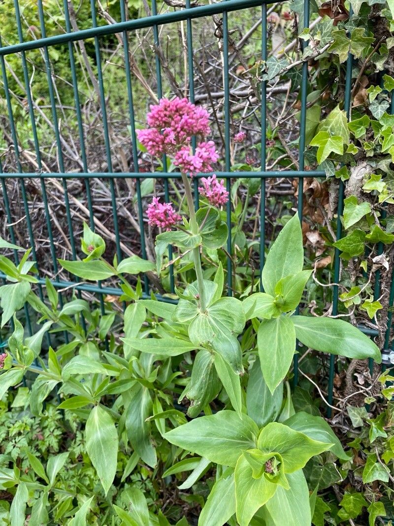 Centranthus spp. flower