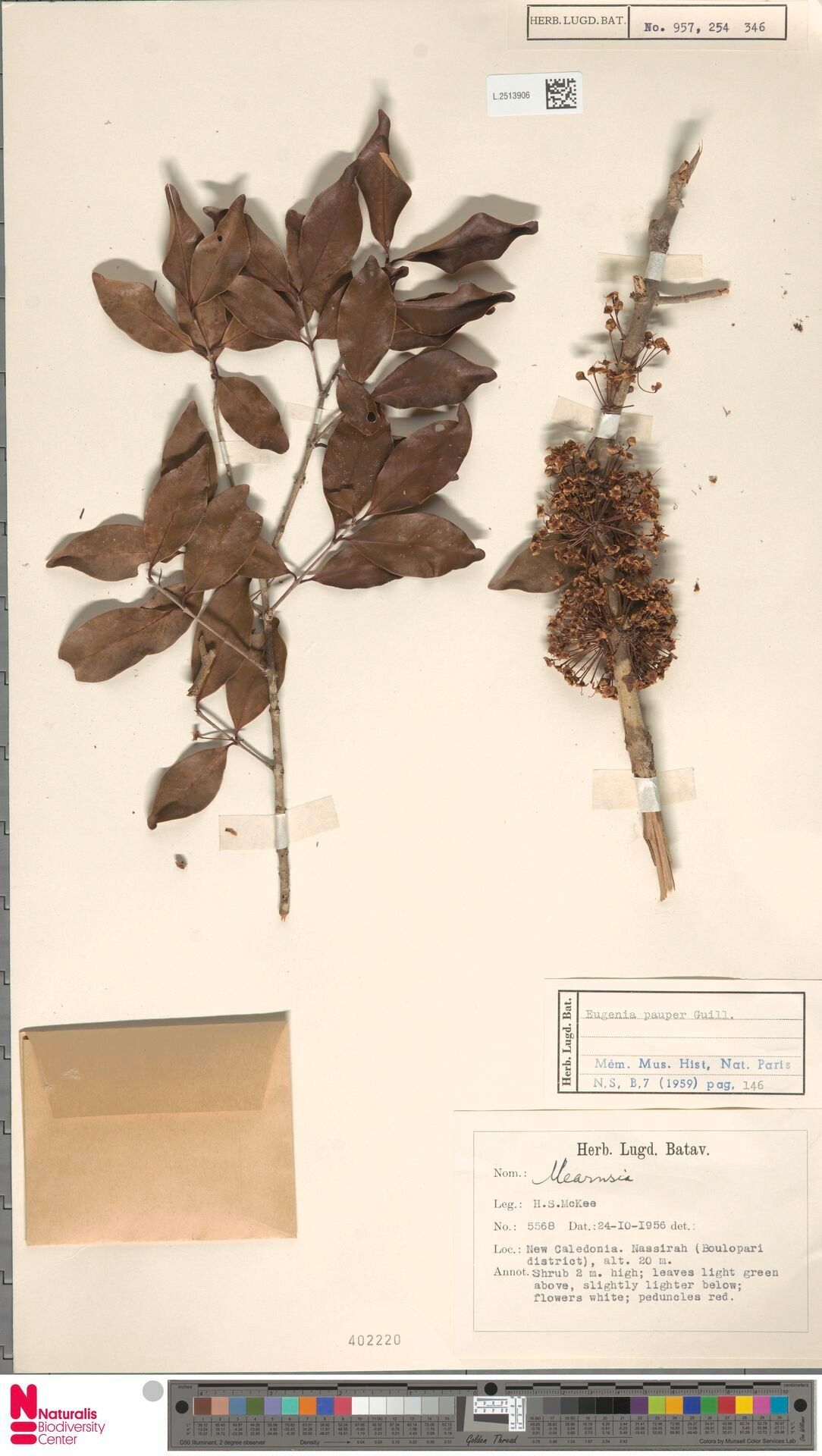 Syzygium pauper — houseplant care guide