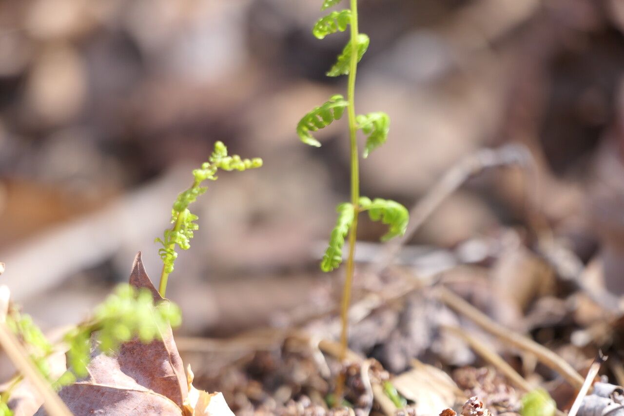 Cystopteris bulbifera leaf
