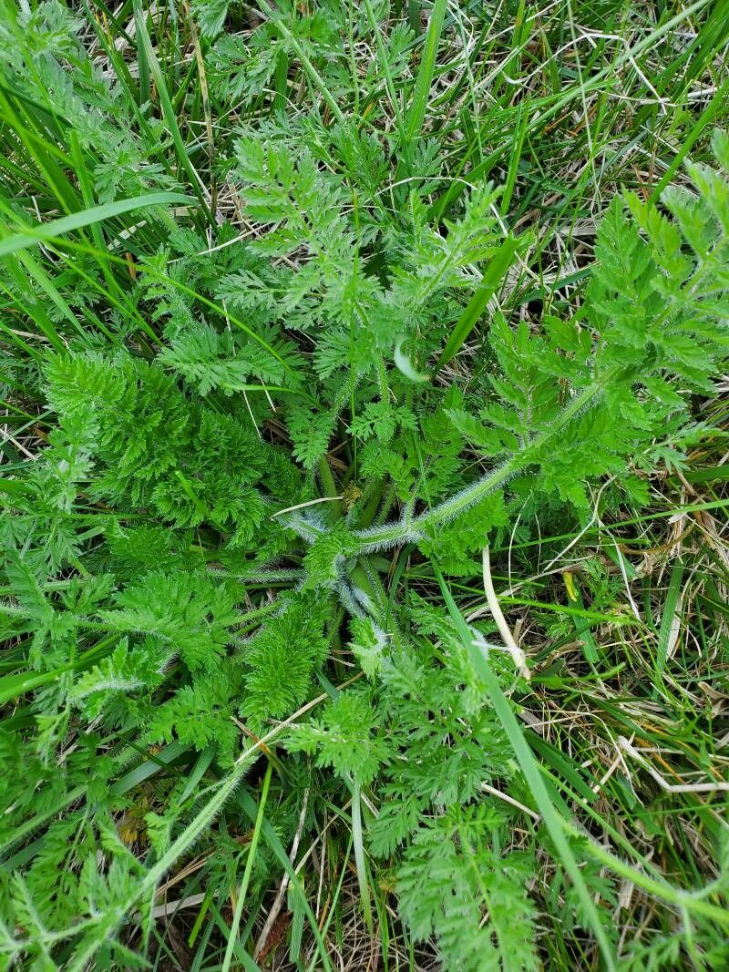 Tanacetum corymbosum — search result for 'Tanacetum'