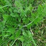 Tanacetum corymbosum