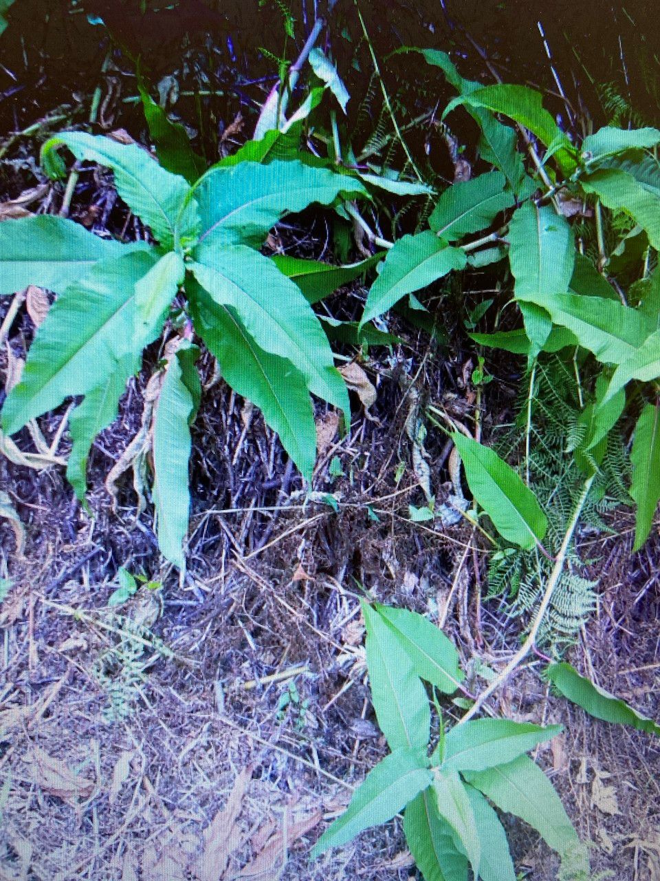 Persicaria wallichii — search result for 'Afghanistan'