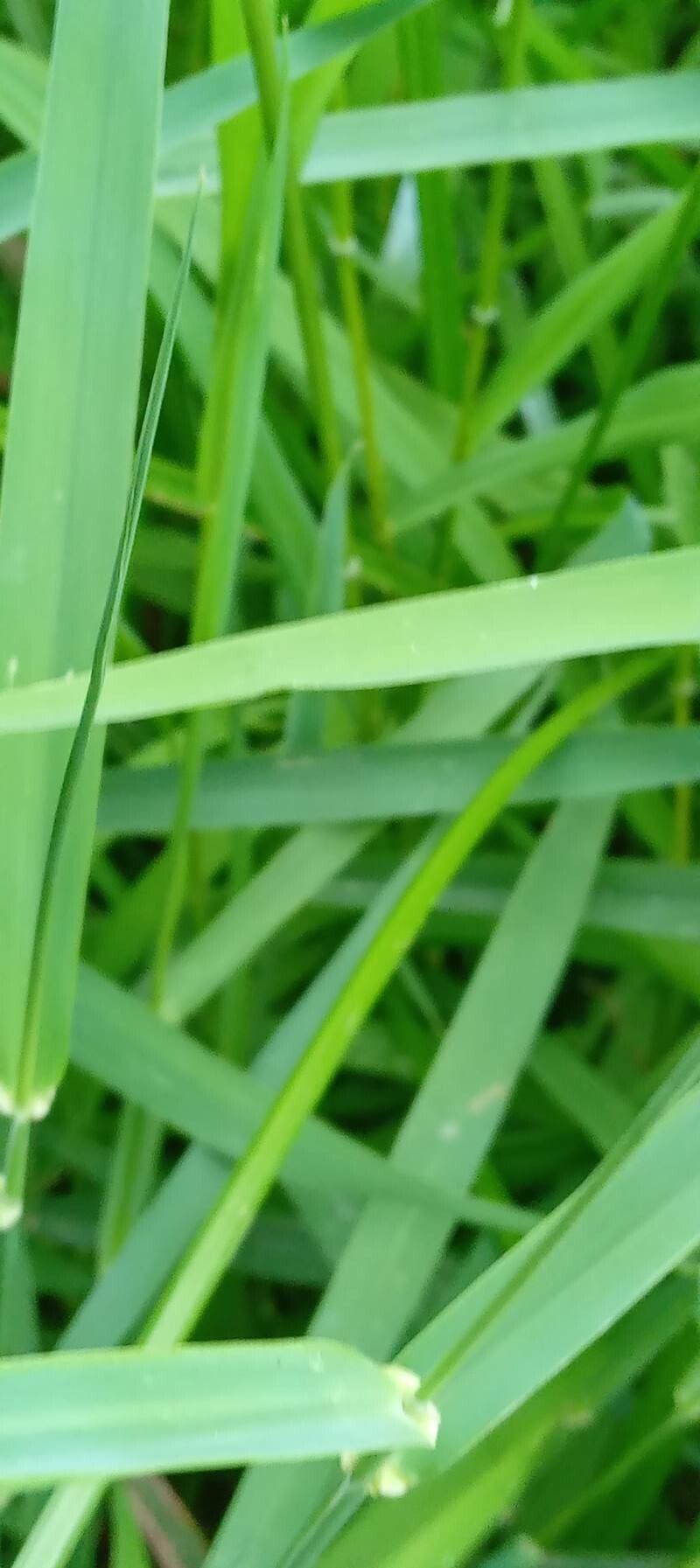 Leersia oryzoides — search result for 'Leersia'