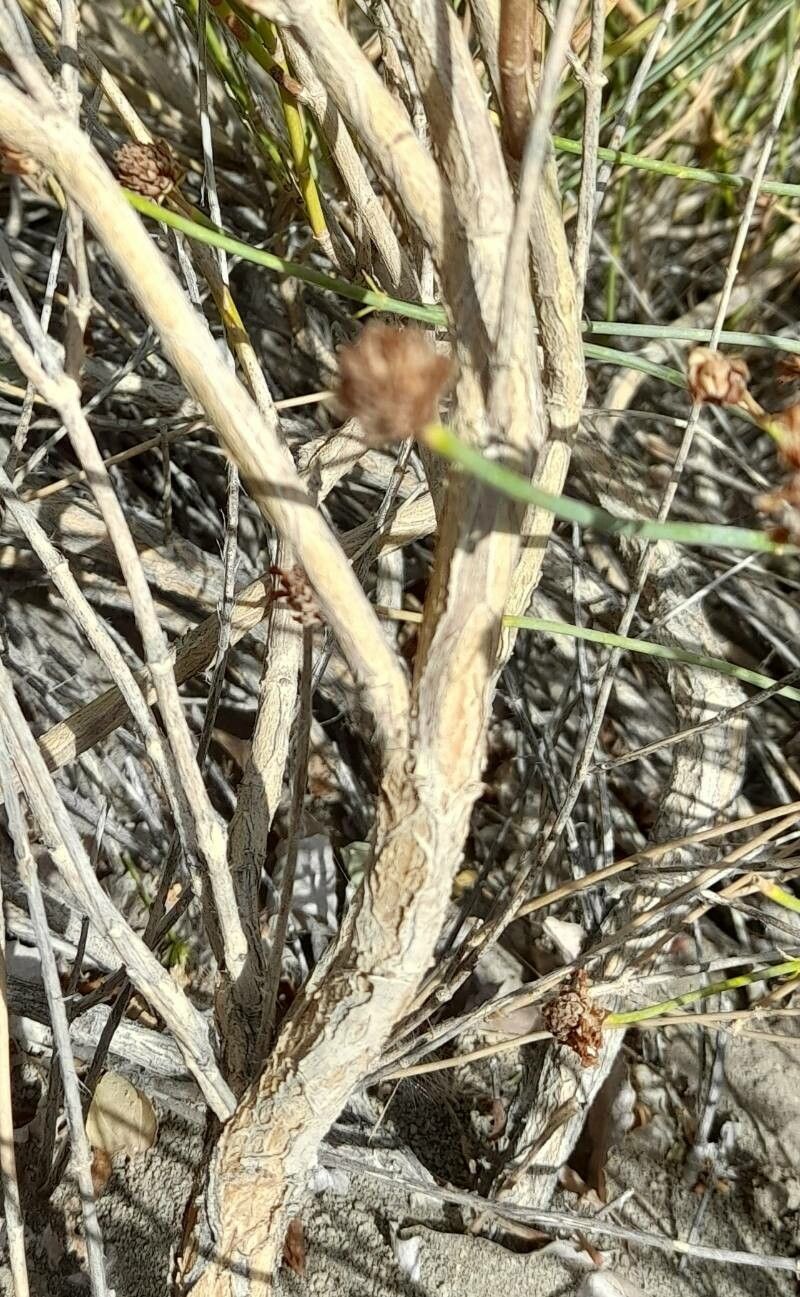 Junellia spathulata bark