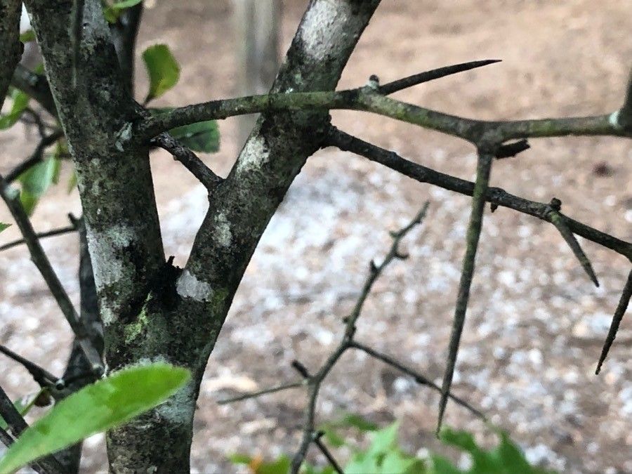 Crataegus tracyi bark