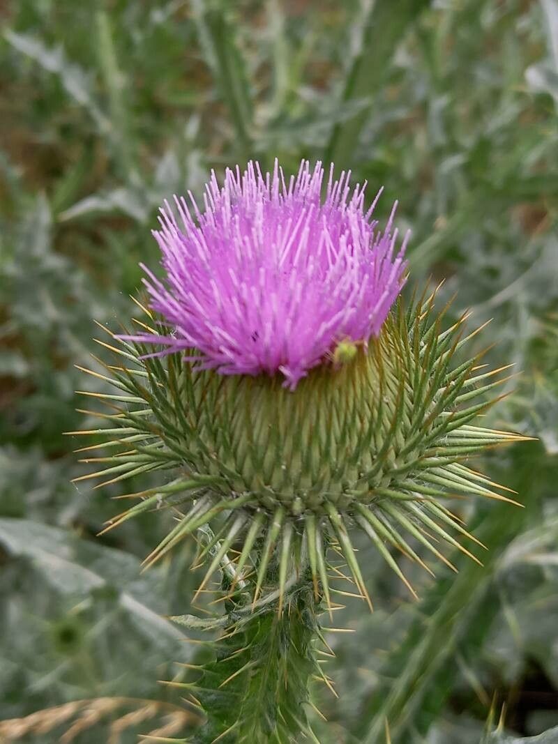 Onopordum acanthium flower