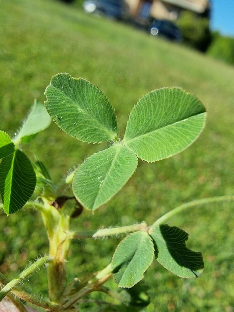 Trifolium fragiferum