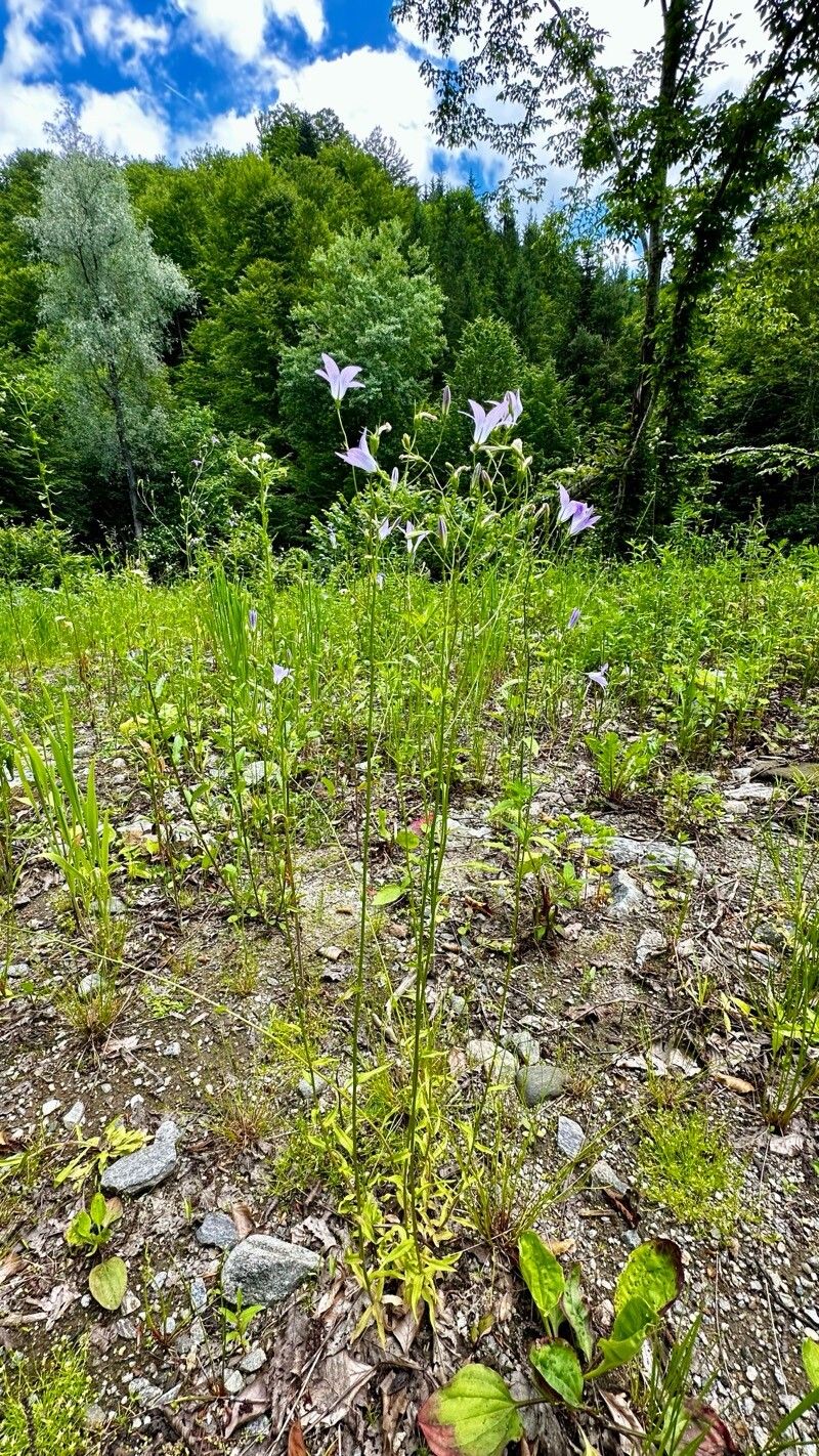 Campanula patula subsp. abietina habit