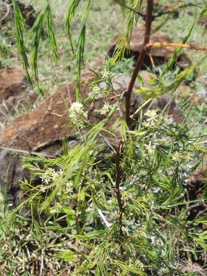 Asparagus africanus flower