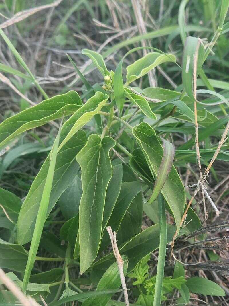 Cynanchum somaliense — houseplant care guide