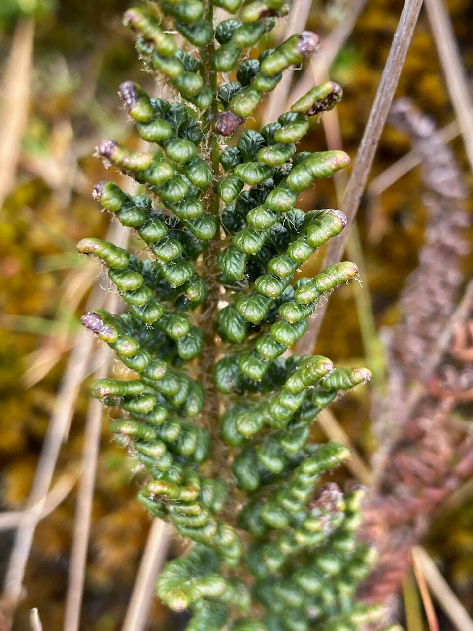 Polystichum orbiculatum leaf