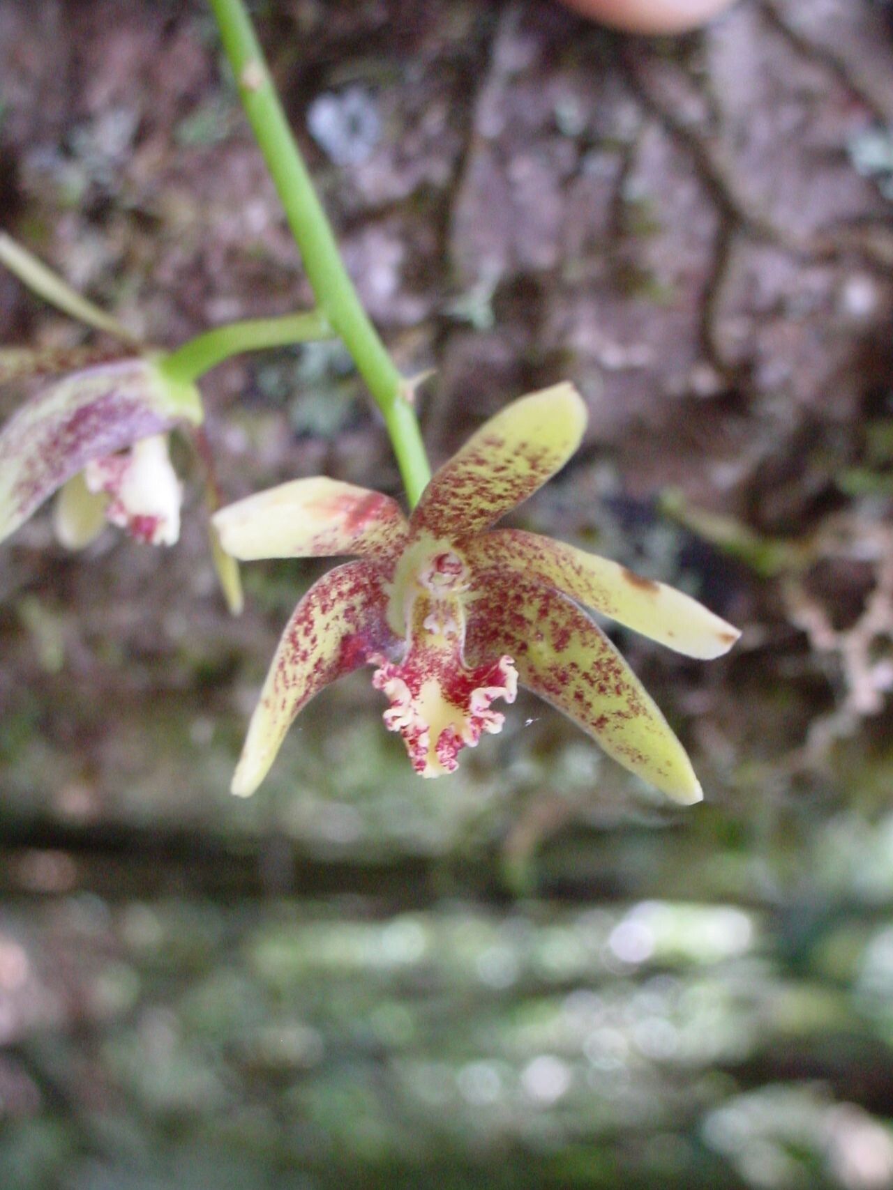 Bulbophyllum muricatum flower