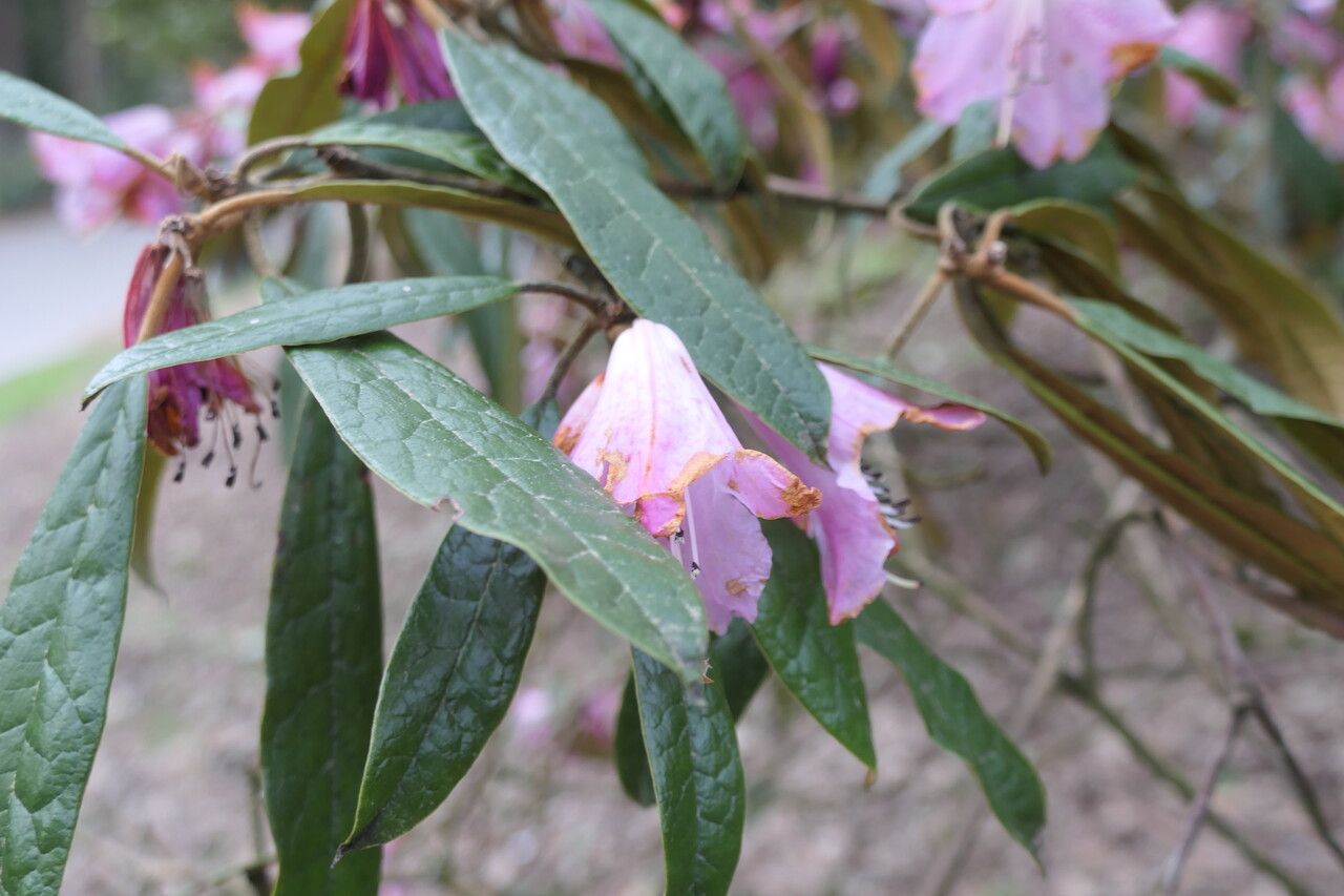 Rhododendron coeloneurum — houseplant care guide