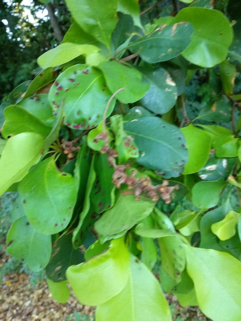 Bucida buceras fruit