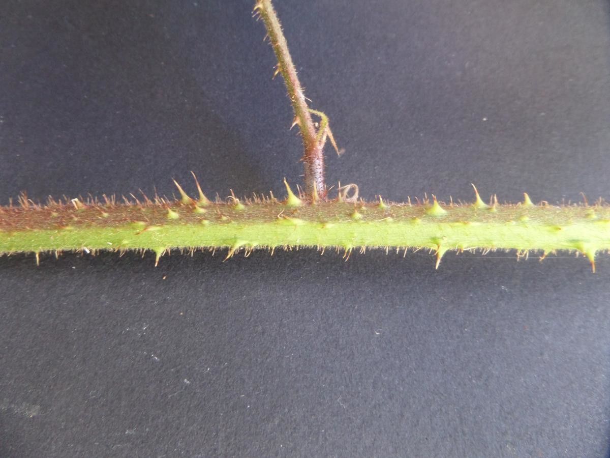 Rubus morvennicus bark