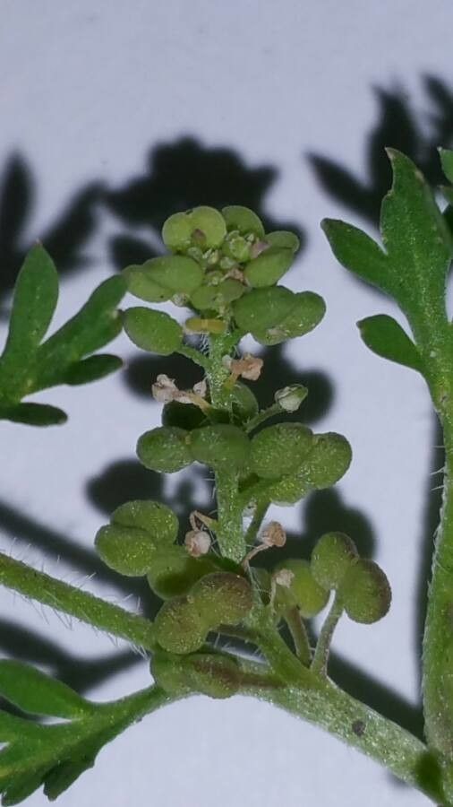 Coronopus didymus fruit