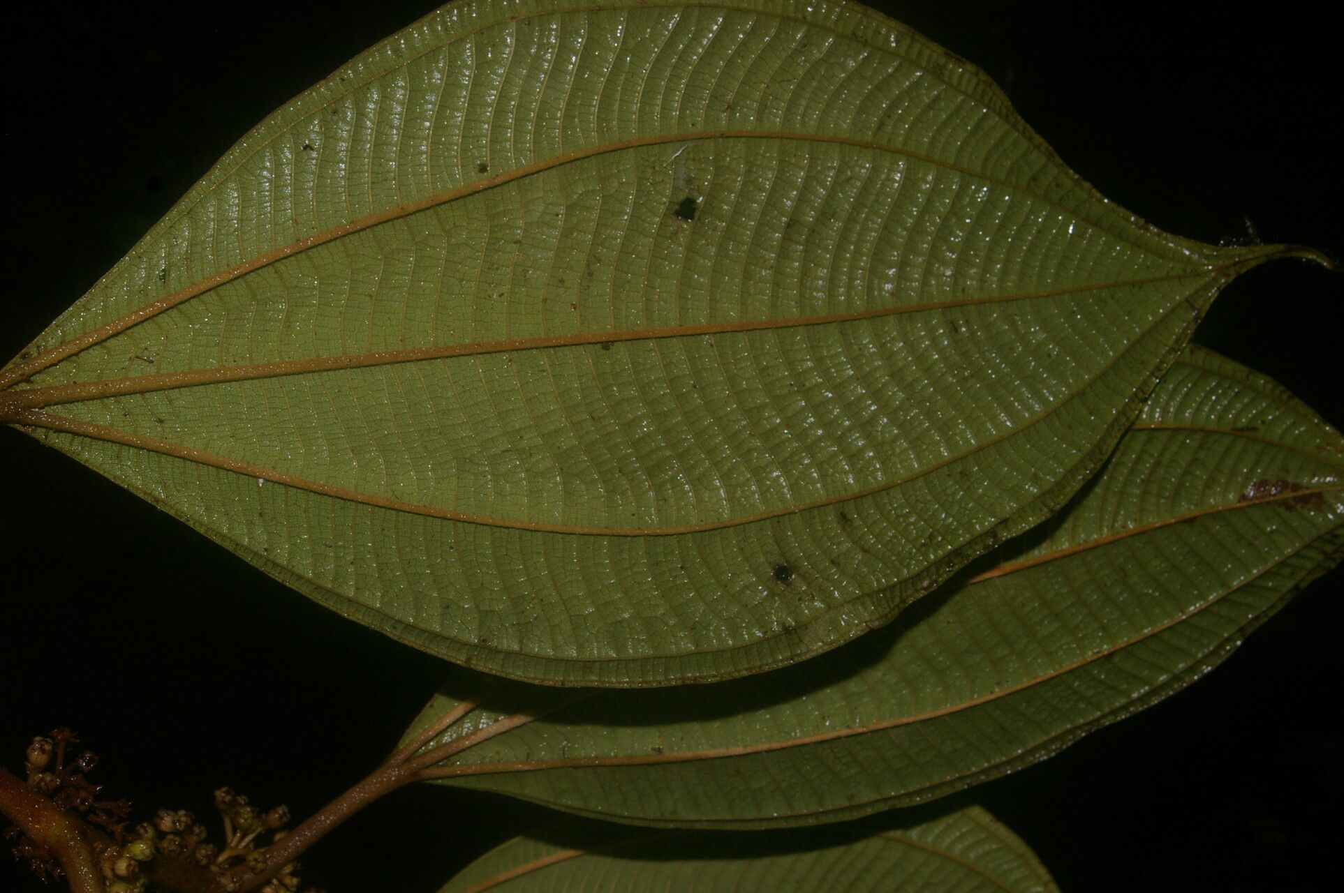 Miconia evanescens leaf