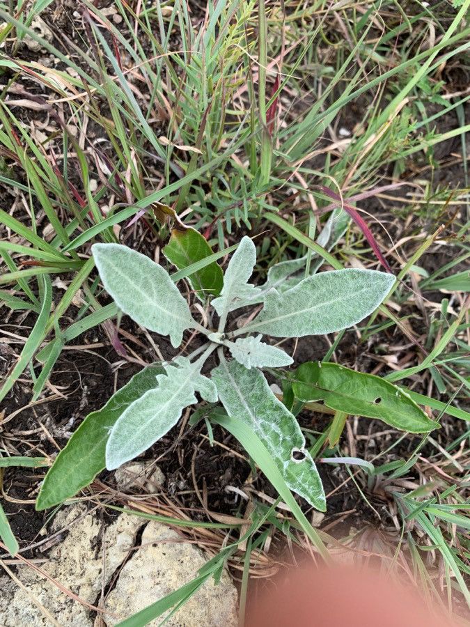 Hymenopappus scabiosaeus — search result for 'and also in Coahuila'