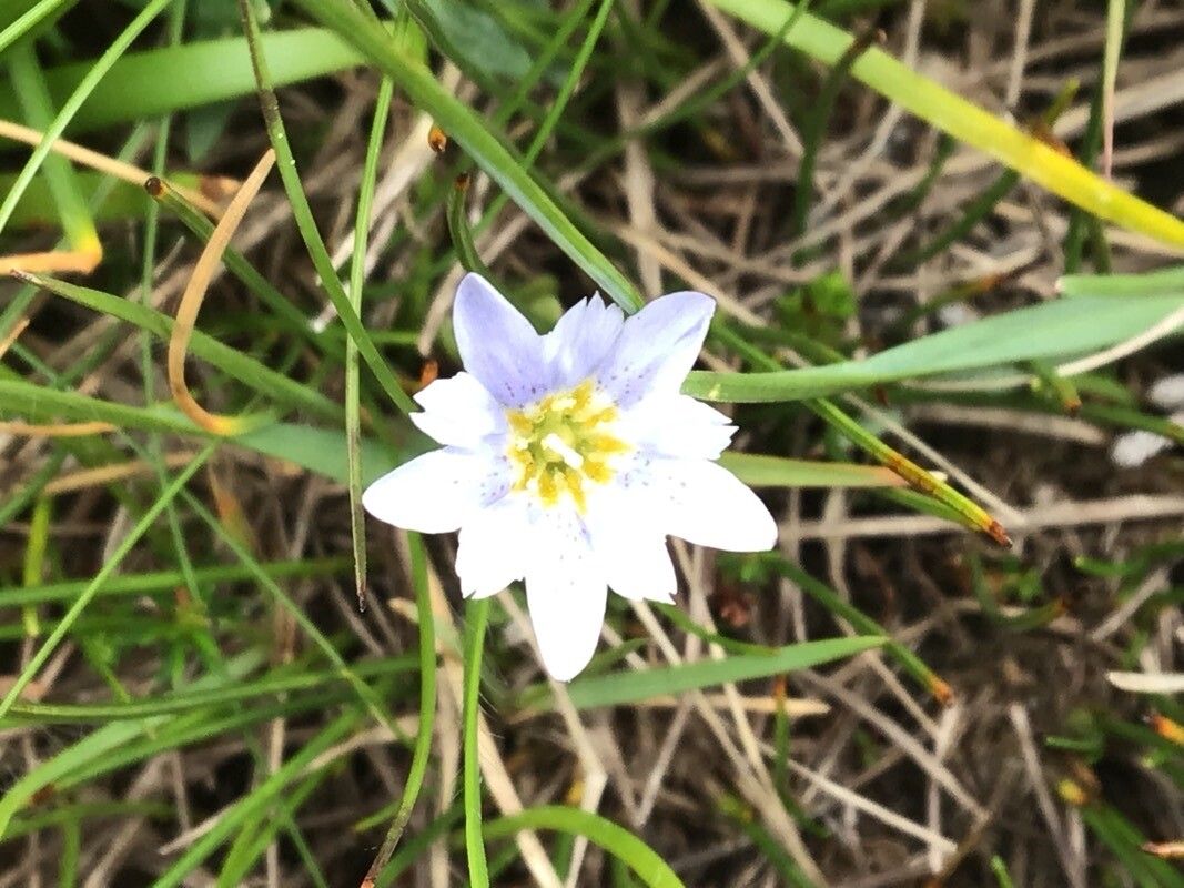 Gentiana boryi — houseplant care guide